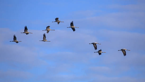 istock A flock of cranes flies across the cloudy sky. 2187548981