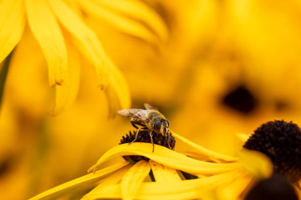 A bee on a yellow flower with a blurred bokeh and flowers in the background