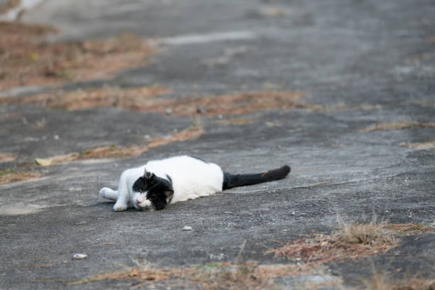Cute cat lying down outdoors
