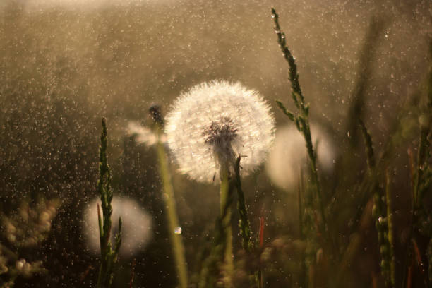 a dandelion is blowing in the wind in a field