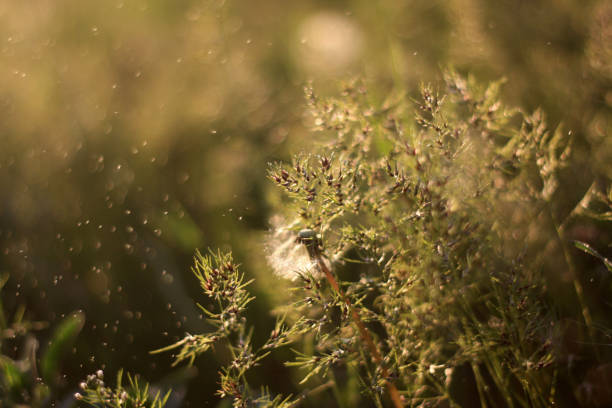 istock a dandelion is blowing in the wind in a field 2187550681