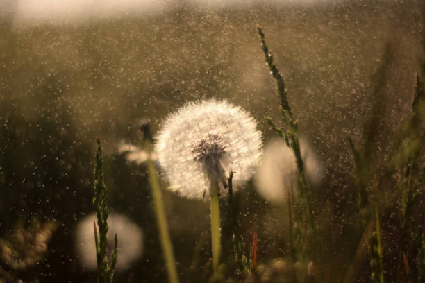 a dandelion is blowing in the wind in a field
