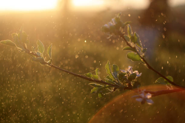 a green plant with raindrops on it and the sun behind it
