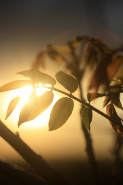 a green plant with raindrops on it and the sun behind it
