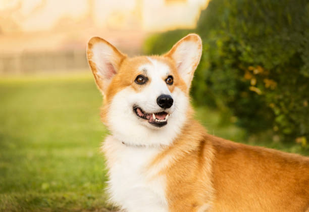 istock Red corgi portraitat dawn in the park 2187551238