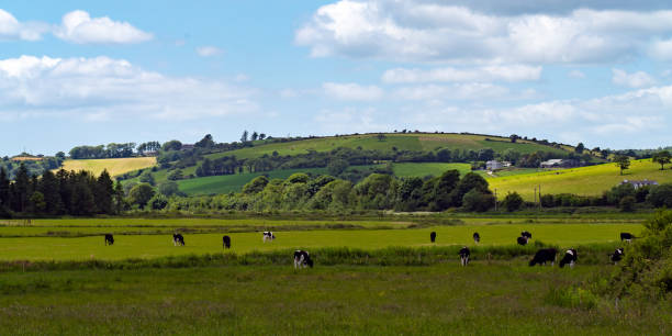 istock A cows graze on a meadow. Hilly Irish agrarian landscape. Clear blue sky with white clouds. Black and white cow on green grass field 2187553841