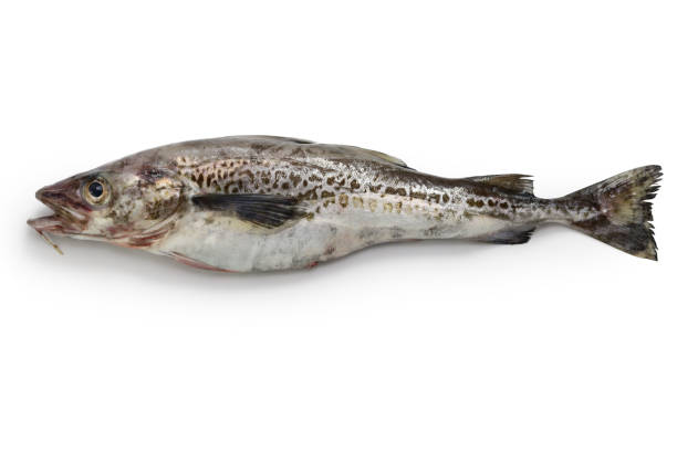 istock Alaska pollock isolated on white background 2187554137