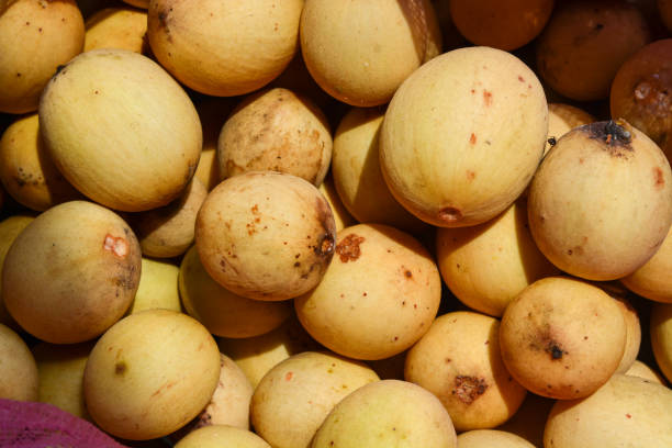 istock Ripe duku fruit. duku fruit in pink sack with leaves isolated on white. With clipping path. Full depth of field. 2187554657