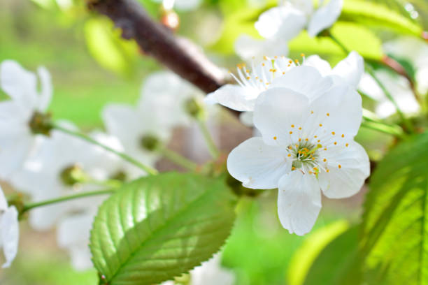White cherry blossoms. Beautiful view of blooming garden in spring. Close-up, selective focus. Vertical photo.