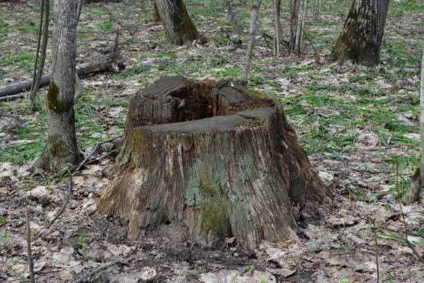 istock a tree stump with a hole in it and green moss isolated in the woods 2187555768