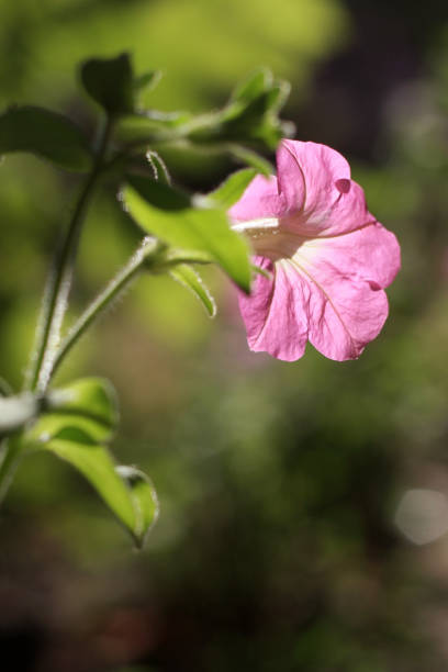 the Flowers After the Rain: Nature's Refreshed Beauty