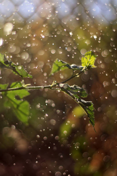 A DSLR close-up photo of beautiful thuja tree branch (Thuja occidentalis) with rain drops (dew drops) on a defocused green garden background. Shallow depth of field, space for copy.