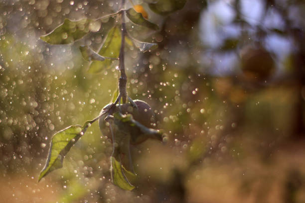 the Dew on Plants Nature's Morning Touch