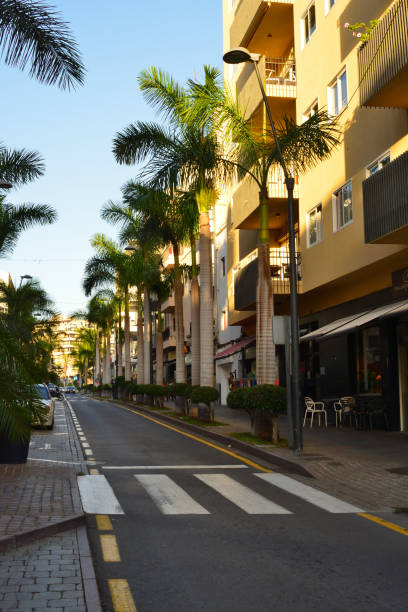 Los Cristianos, Canary Islands, Tenerife, Spain - October 19, 2024: beautiful palm trees in a row in a street of the coastal town of Los Cristianos