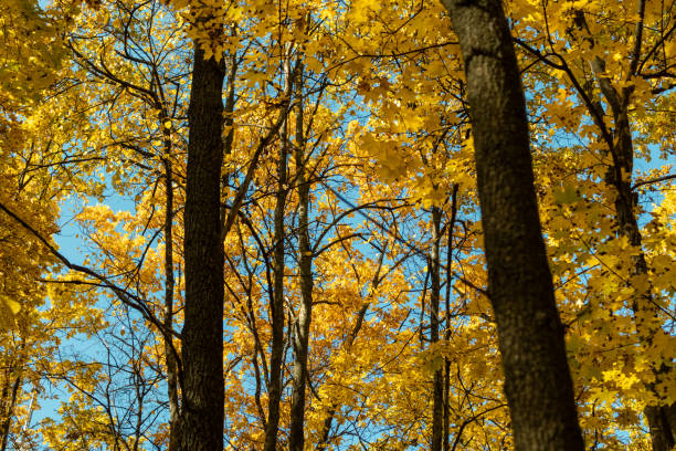 Autumn yellow leaves on maple trees branches in forest look up on blue sunny sky background