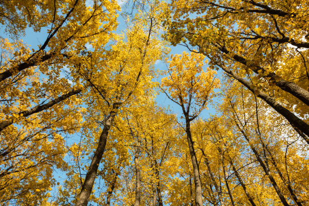View of autumn trees from the ground. Magnificent view of the yellow forest seen from below.