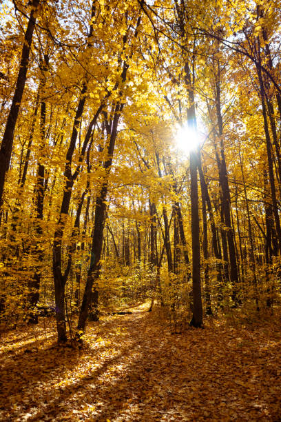 istock Sun shining in tall trees of autumn forest 2187557785