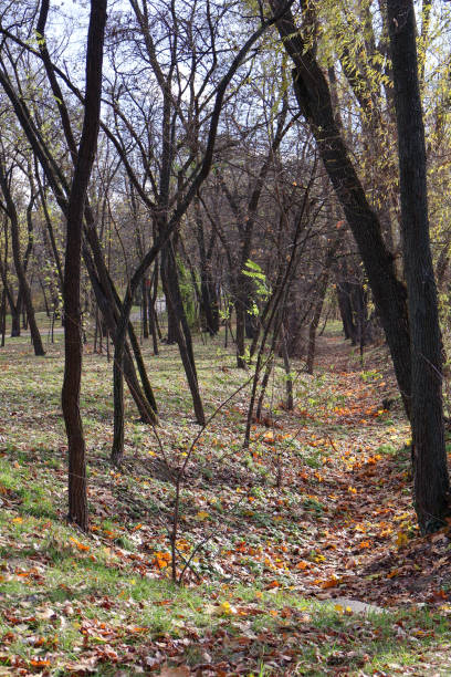 Autumn Forest with Bare Trees and Fallen Leaves. A serene woodland scene in autumn, featuring bare trees, scattered colorful leaves on the ground, and dappled sunlight filtering through the branches
