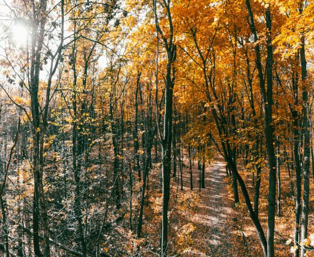 Beautiful autumn tree colors while walking through the forest