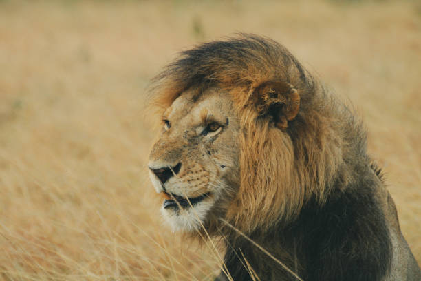 istock Lion at safari 2187558255
