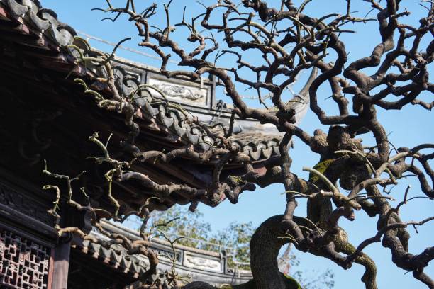 istock Panlong ancient tree in front of the ancient eaves 2187558416