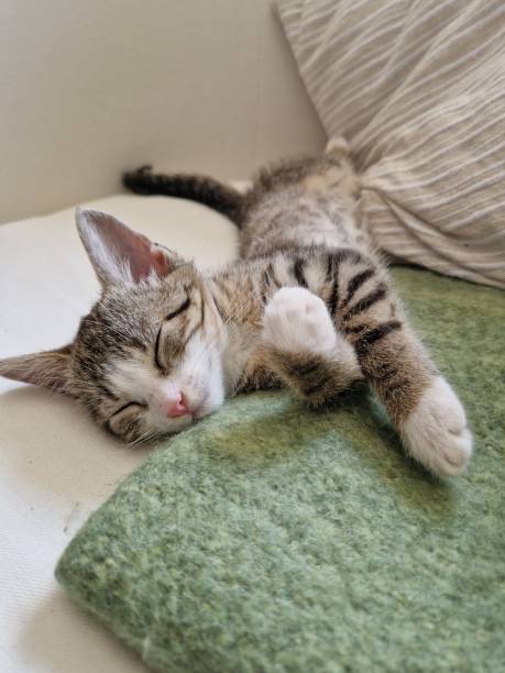 istock Adorable Tabby Kitten Sleeping Peacefully on a Cozy Blanket 2187562060
