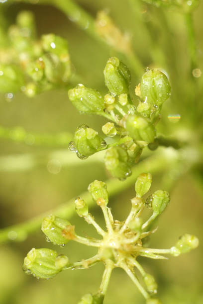 istock Summer Bloom: Nature Flourishing Beyond the City 2187564549