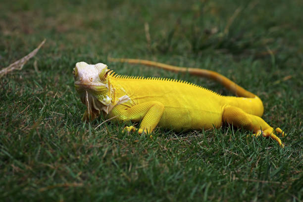 yellow iguana