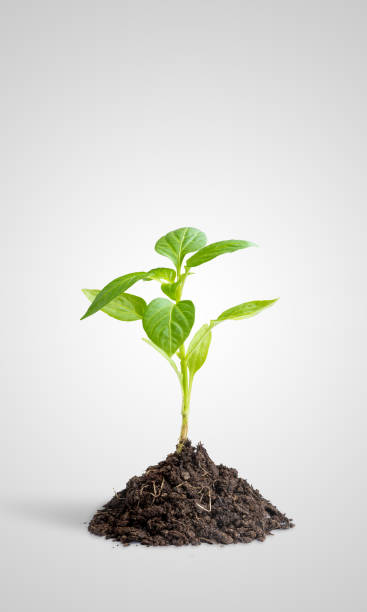 Small plant growing from a patch of soil on a gray background, symbolizing growth, development, and the concept of business or personal success