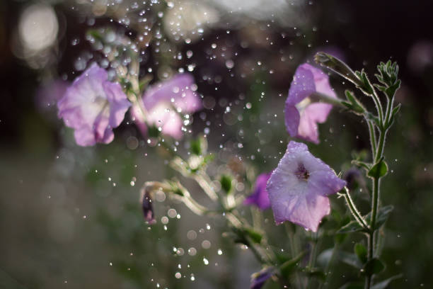 the Flowers After the Rain: Nature's Refreshed Beauty
