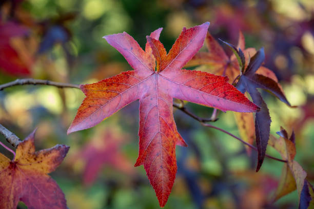 Color riot of autumn leaves