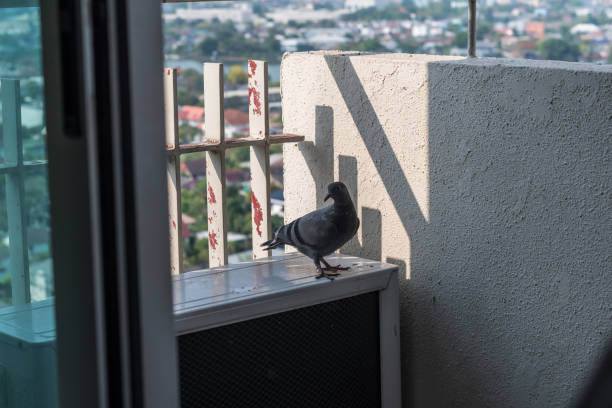 istock A pigeon is perched on a ledge next to an air conditioner 2187568685