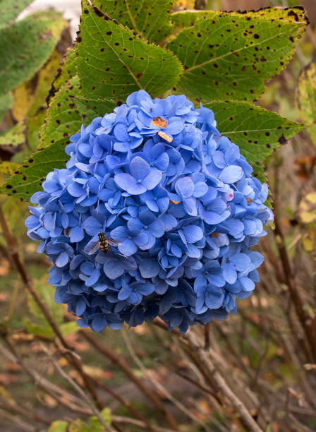 A Honeybee gets a late season meal in November from a Hydrangea Blossom in a garden in New Bern, North Carolina