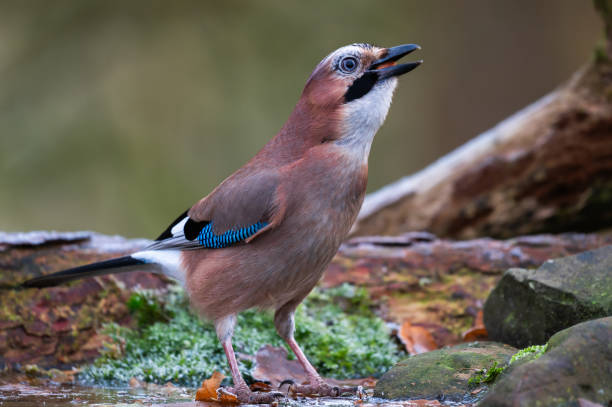 Close up of a eurasian jay eating a hazelnut in woodland in rural Scotland on a frosty autumn morning