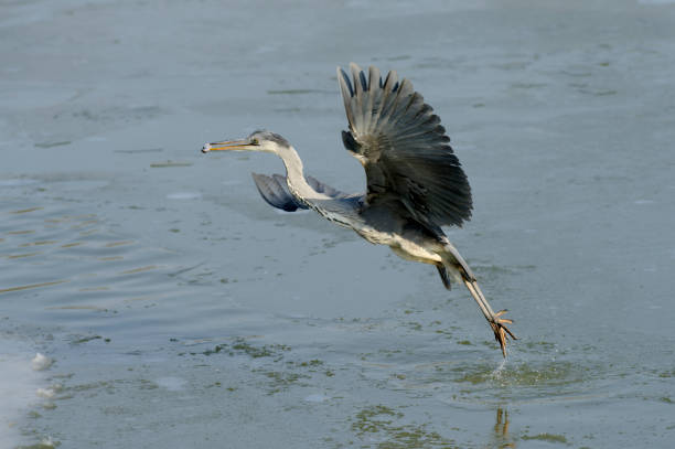 istock Gray heron flying with fish in winter 2187573470