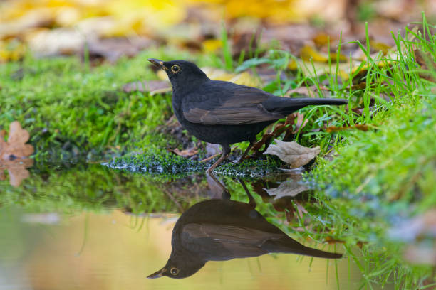 istock blackbird mirrored in the water 2187573489