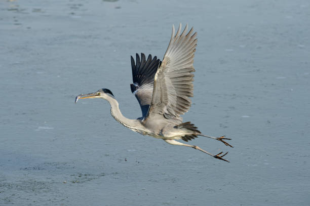 istock Gray heron flying with fish in winter 2187573551