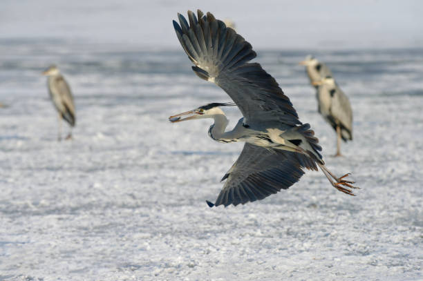 istock Gray heron flying with fish in winter 2187573567