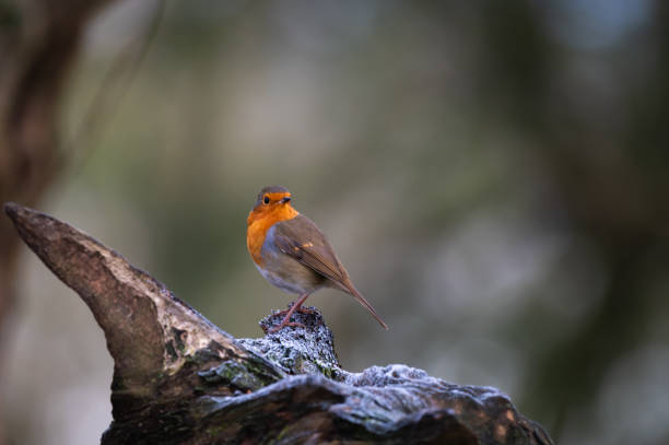 istock Close up of a robin standing on a tree stump 2187573659
