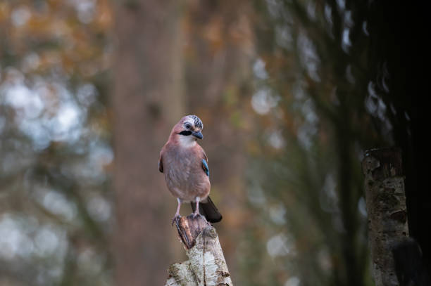One Jay perched on a branch in woodland in rural Scotland on a frosty autumn morning