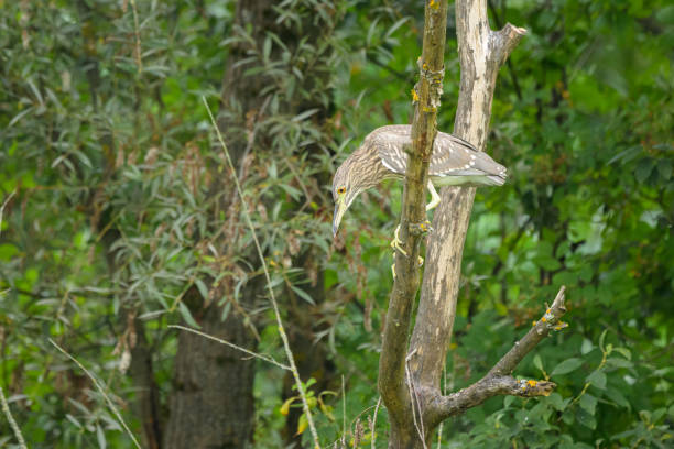 A juvenile night heron (Nycticorax nycticorax) sitting on branches near the water, cloudy day in summer, Austria