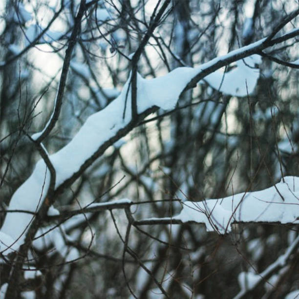 Snow on the branches of the trees in forest. Winter scenery.