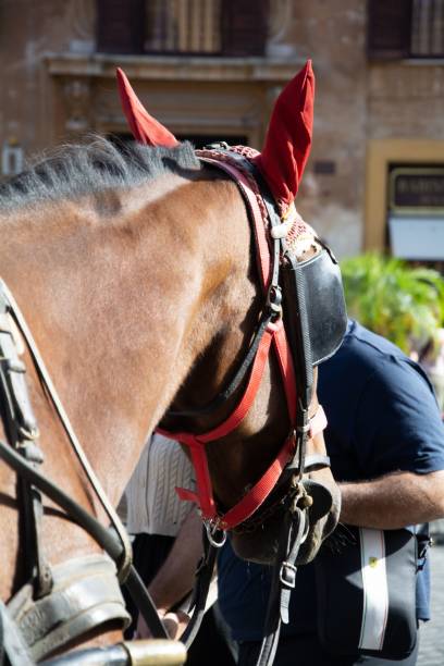 istock Horse close-up on street 2187575227