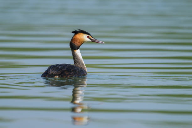 istock Great crested grebe swimming on a lake 2187575492