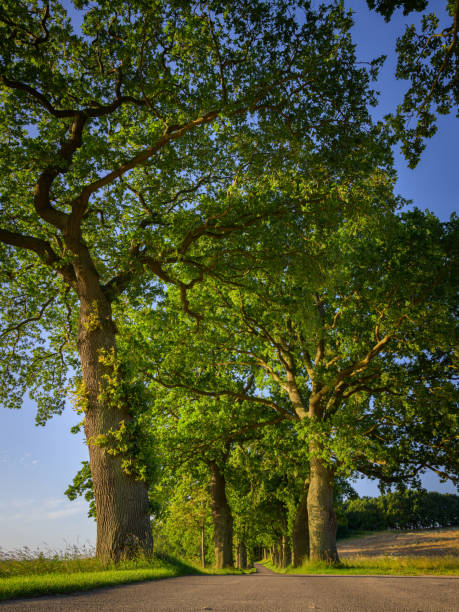 An oak avenue on a sunny morning in summer near Sellin (island Ruegen, Germany)