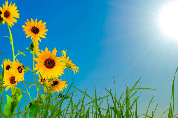 spring green prairie covered by wild flowers at the sunny day