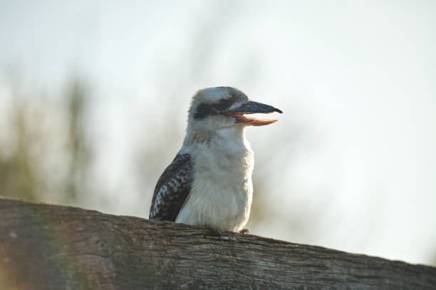 A kookaburra perched on a rustic wooden surface under a bright blue sky, displaying its intricate feather patterns and sharp gaze.