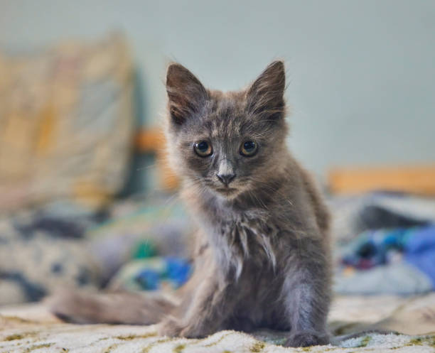 Little pet