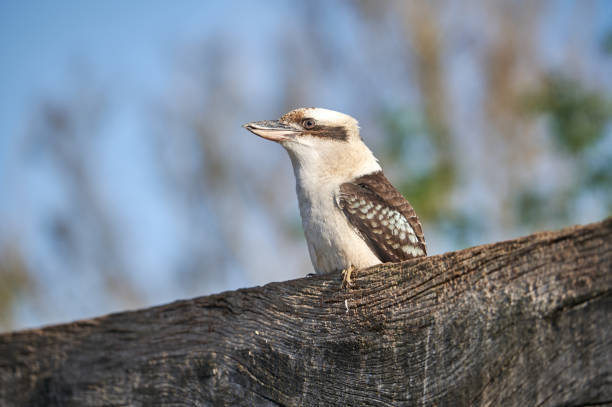A kookaburra perched on a rustic wooden surface under a bright blue sky, displaying its intricate feather patterns and sharp gaze.