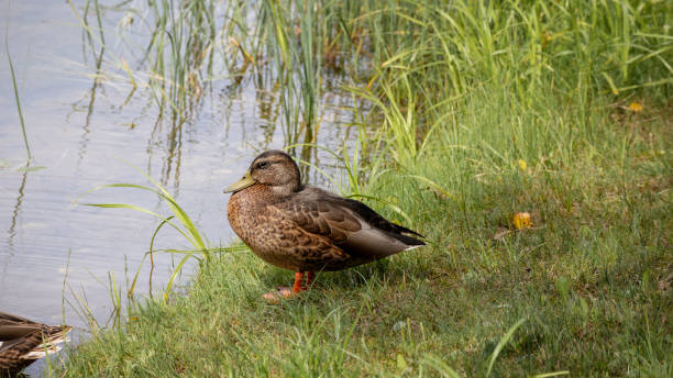 istock .One brown duck on the water 2187577899